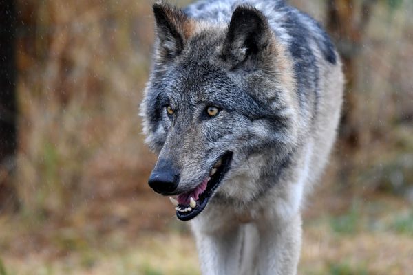 Le quota d'abattage en France est fixé à 19 % de la population de loups recensée par an. (Illustration)