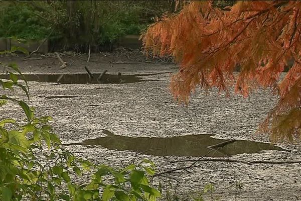 Les étangs presque à sec ont piégé les poissons et tortues