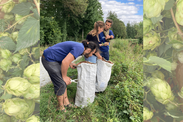 Grégory Cuilleron avec Hervé et Isabelle à la cueillette du houblon