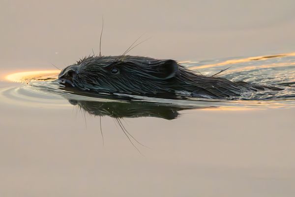 Le castor avait quasiment disparu du delta du Rhône au début du vingtième siècle.