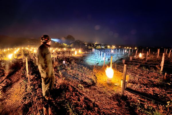 Gel de printemps : des bougies allumées dans une parcelle de grands crus de Chablis, 2017