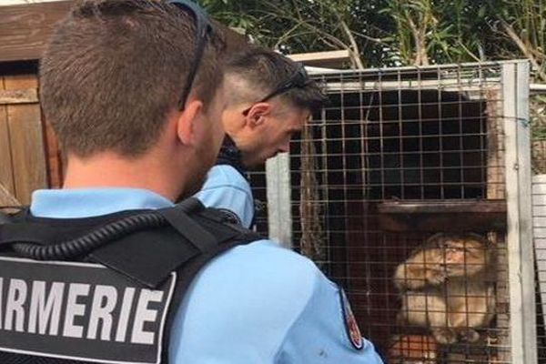 Marseillan (Hérault) - les gendarmes recueillent un singe Magot femelle dénommé Princesse, en captivité depuis 8 ans - avril 2018.