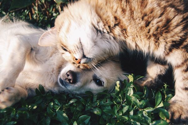 Chien ou chat, la bonne idée de cadeau à Noël ?