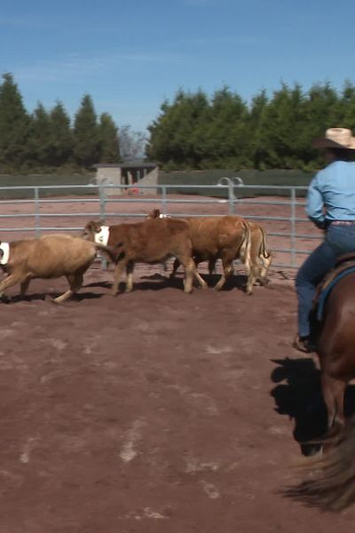 Le tri du bétail à cheval exige une communion entre le cavalier et sa monture.