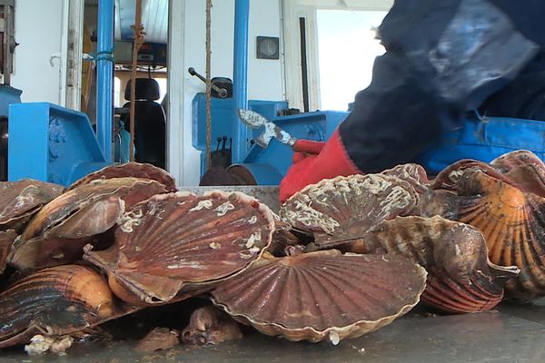 La pêche à la coquille qui vient d'ouvrir dans les pertuis charentais, est très réglementée