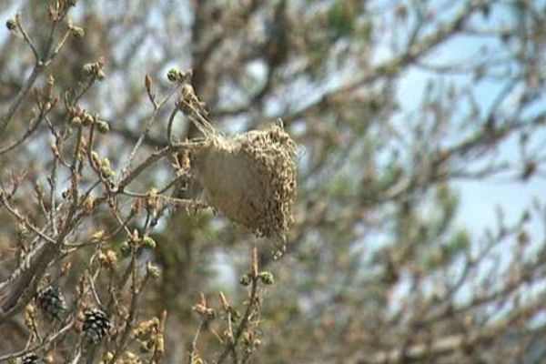 La forêt n'est plus verte et les aiguilles laissent la place aux branches marrons, dévastées par les chenilles.