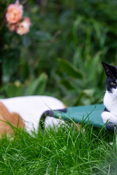 Mieux comprendre la cohabitation entre un chat et un chien.