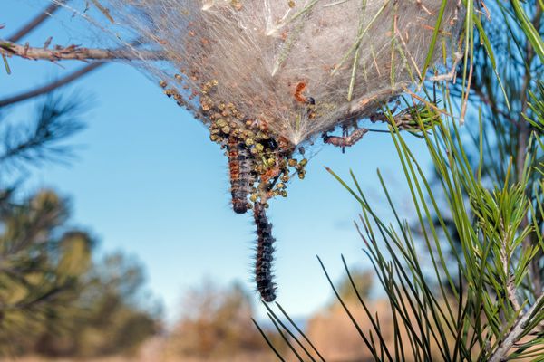 Il existe deux espèces de chenilles processionnaires, la chenille processionnaire du pin et celle du chêne.