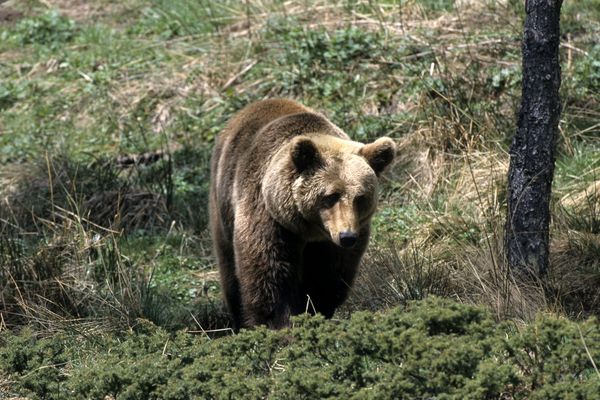 Il y a 20 ans l'ours Cannelle, la dernière de souche Pyrénéenne était tuée par un chasseur. Une association alerte sur la survie de l'espèce malgré un plan de réintroduction .