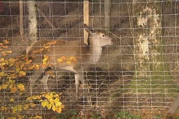 La Biche du Markstein dans le futur parc animalier de Villersexel