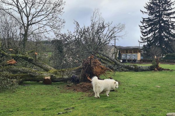 Ce vendredi 31 mars, la tempête Mathis a provoqué des rafales à 130 km/heures dans le secteur de Lons-le-Saunier, comme à Geruge, où de nombreux arbres sont tombés