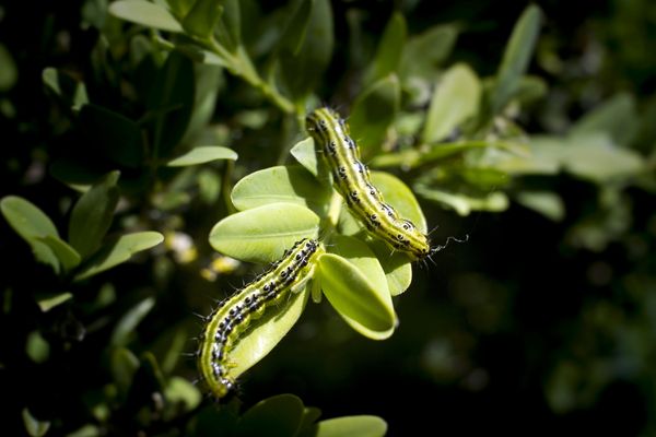 La chenille de la pyrale du buis dévore les feuilles et peut conduire à la mort de l'arbuste.