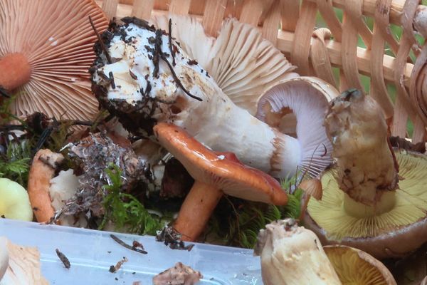 Ces champignons sont le fruit d'une récolte de mycologues dans le Cantal.