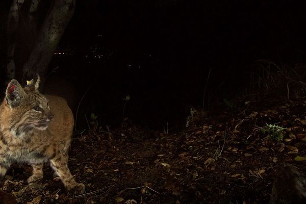 Image d'illustration d'un lynx, en pleine nuit.