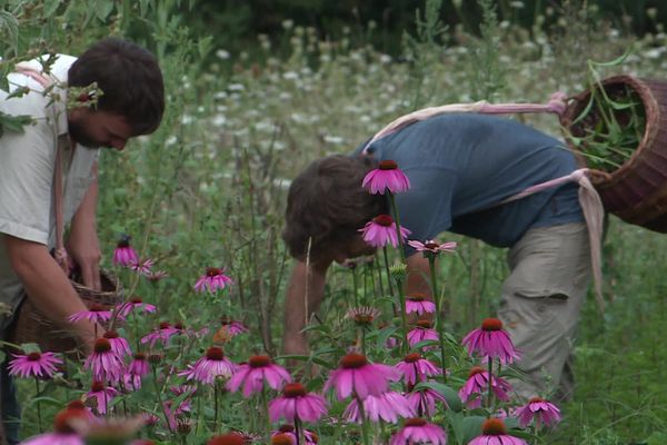 En Corrèze, depuis dix ans, une entreprise se consacre à la culture de plantes médicinales.