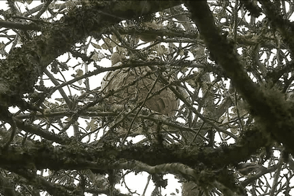 Nid de frelons découvert à l'automne dans le Finistère