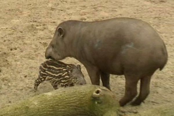 Le bébé tapir n'a pas encore de nom. Il est né le 25 février dernier. 