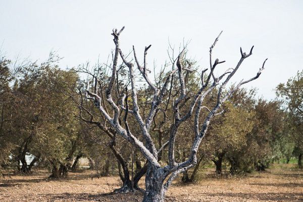 Le mégot d'un maçon à l'origine de 2.700 hectares brûlés près de Marseille en août
