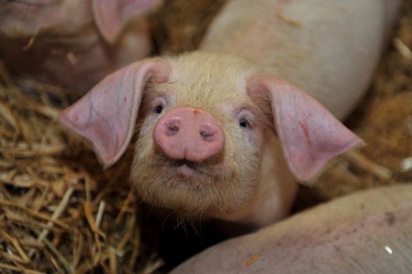 Dans un élevage de porcs blancs en Bretagne à Sizun