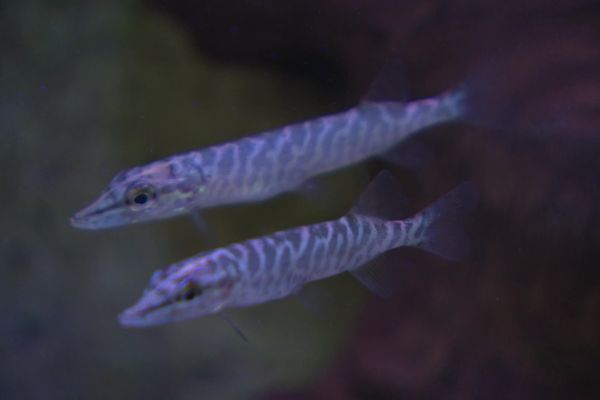 Une espèce rare de poisson brochet nage dans l'aquarium de Limoges.