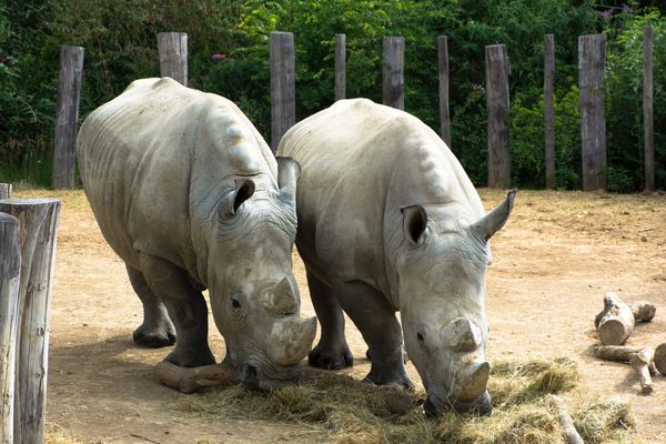 Angus et Wami, deux jeunes rhinocéros blancs.