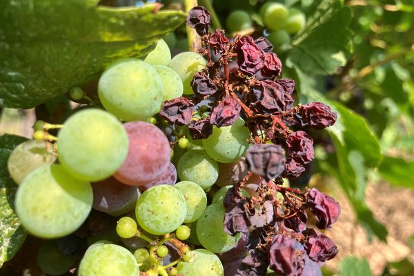 Le mildiou à l'assaut des vignes des Côteaux de la Vézère