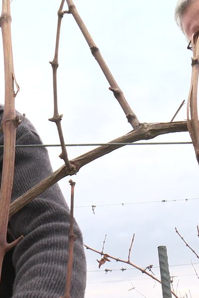 François Beiner et son père Pierre, dans leurs vignes bio.