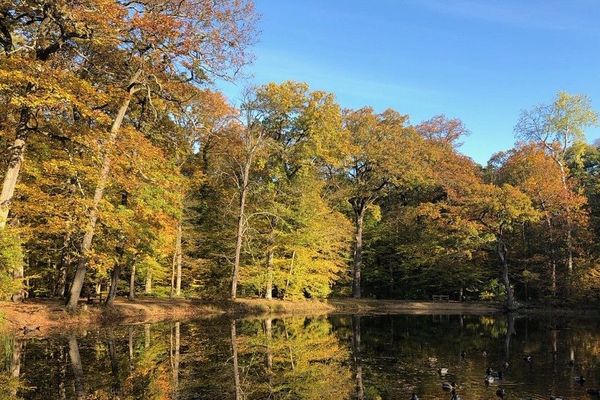 Poumon vert à quelques pas de Paris, le forêt de Saint-Germain-en-Laye accueille près de 3 millions de promeneurs par an