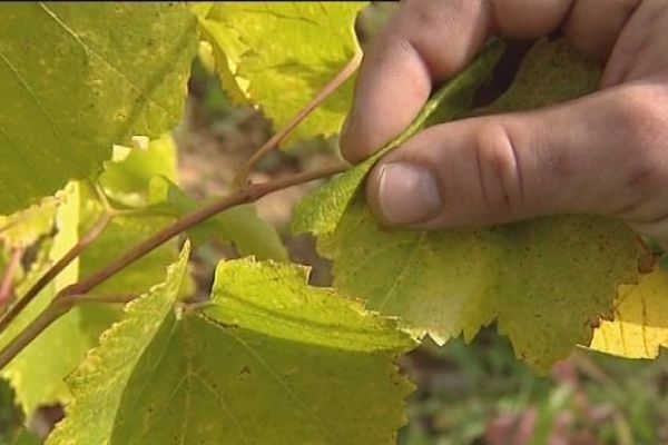 Lutte contre la flavescence dorée dans les vignes du Jura