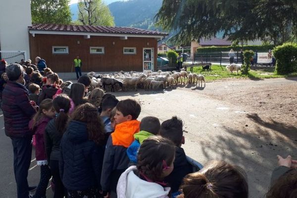 Jour de l'inscription officielle des moutons à l'école de Crêts en Belledonne, en Isère