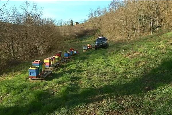 Avec l'arrivée du printemps, certains apiculteurs font transhumer leurs abeilles.