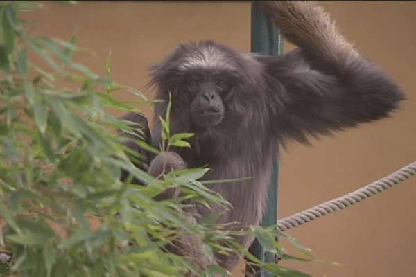 Lulu, doyenne mondiale des gibbons en captivité, vit au parc de la Tête d'Or, à Lyon - 2/2/16