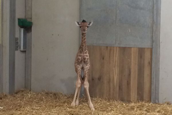 Le girafon est né au Parc zoologique de Paris mercredi dernier