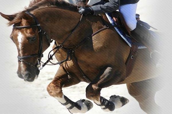 Le Jumping indoor de Dijon, du 8 au  11 octobre 2015