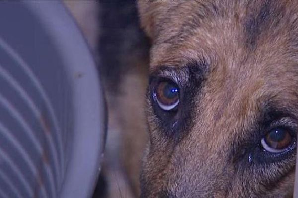 Une petite chienne retirée avec ses chiots. 