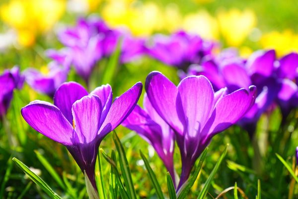 Des crocus, signes de printemps.