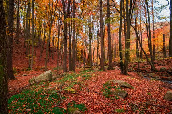 L'automne 2024 a manqué cruellement de soleil