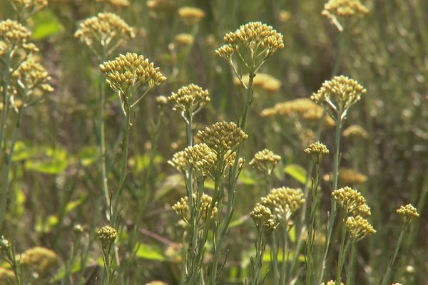 Un champ d'immortelle de Corse.