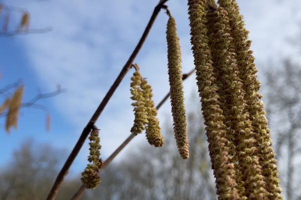 Les émissions de pollen dans l'air arrivent de plus en plus tôt, et les experts appellent à la vigilance.