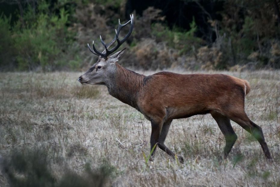 Brame Du Cerf : Les Chasseurs Girondins En Profitent Pour Procéder à Un ...