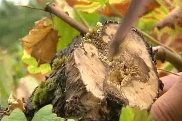 Cep attaqué par l'Esca (Sancerre - 18). En 48h, le champignon tue le trajet de sève du pied de vigne. 