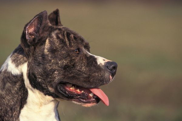 Image d'illustration d'un American Staffordshire, à l'origine des morsures sur la jeune fille de 4 ans à Isbergues (Pas-de-Calais).