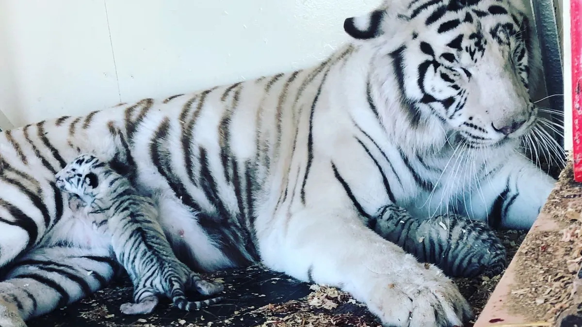 Trets Un Bebe Tigre Blanc Grandit Dans Une Maison De Retraite Pour Fauves