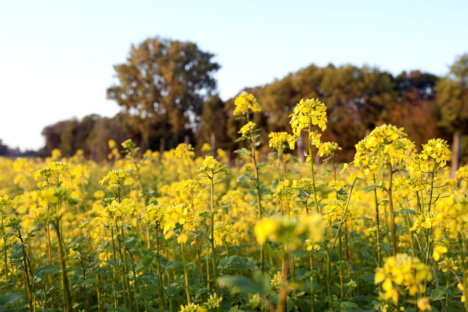 the 2022 harvest was good, production “should return to normal in November-December”