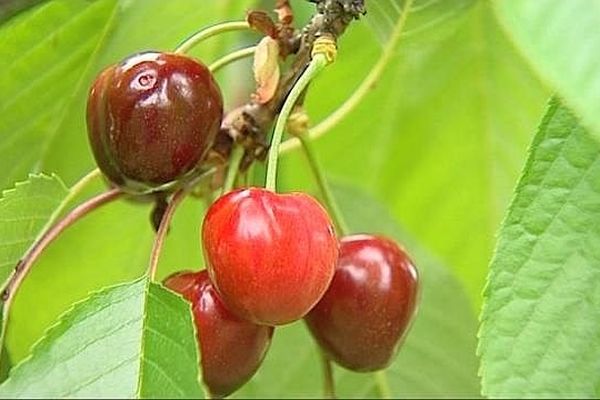 La récolte des cerises est précoce, cette année, dans l'Yonne.