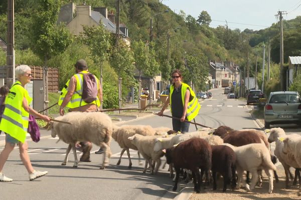 Transhumance des moutons de la bergerie associative Sors tes moutons, à Saint-Brieuc, le 22 août 2024