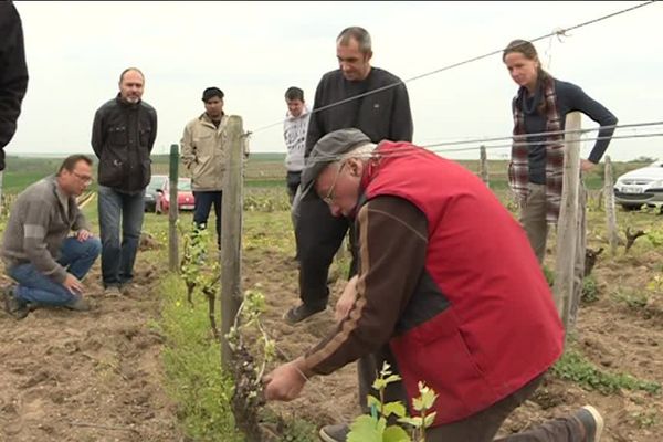 Formation aux métiers de la vigne  - Reuilly (Indre) - Avril 2019 