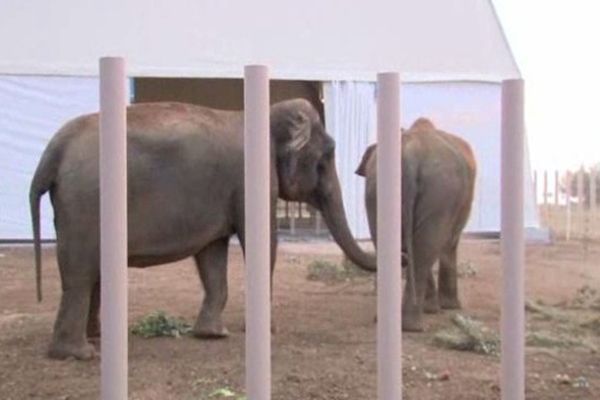 Baby et Népal sont accueillies sur le domaine de Fonbonne à Peille (Alpes-Maritimes).