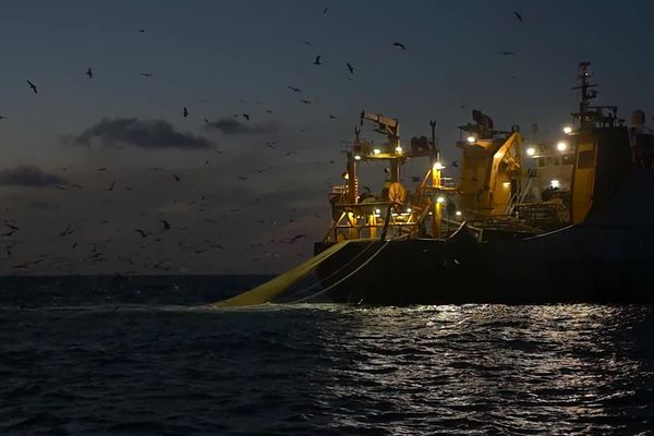 Un chalutier usine en pleine pêche dans la Manche en ce début décembre 2024.