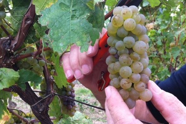 Avec 34 millions de bouteilles écoulées en 2013, le crémant représente environ 25% des ventes de vins alsaciens